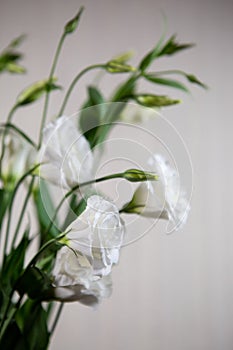 Beautiful pure white Lisianthus flower - White rose-selective focus