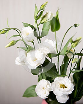 Beautiful pure white Lisianthus flower - White rose-selective focus