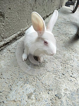A Beautiful pure white Rabbit