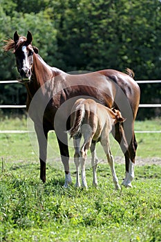 Beautiful Purebred Arabian Horses Grazing On Pasture Summertime