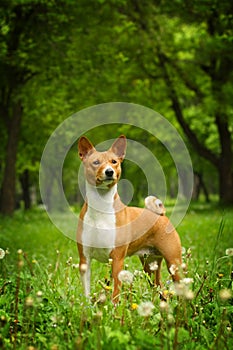 Beautiful purebred Basenji dog