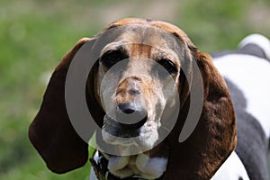Beautiful purebred beagle, English Foxhound, portrait