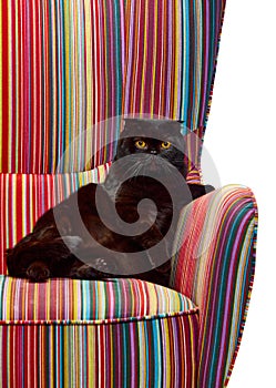 Beautiful, purebred, black cat, Scottish fold calmly lying on vintage armchair isolated over white studio background