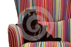 Beautiful, purebred, black cat, Scottish fold calmly sitting on vintage armchair isolated over white studio background