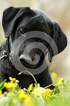 Beautiful purebred black Labrador puppy is lying on the summer g