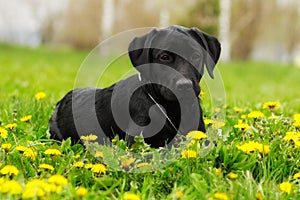 Beautiful purebred black Labrador puppy lying in the summer outdoors