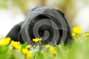 Beautiful purebred black Labrador puppy lying in the summer outdoors