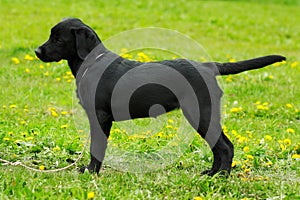 Beautiful purebred black Labrador puppy is in the show position