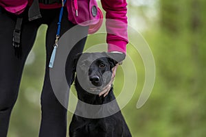 Beautiful purebred black labrador retriever dog sitting in heel position by her owner