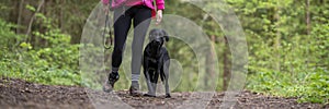Beautiful purebred black labrador retriever walking in heel position next to her owner