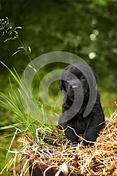 Beautiful purebred black puppy dog Labrador