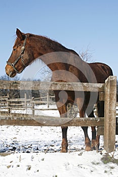 Beautiful purebred brown chestnut horse looking back in winter paddock under bl