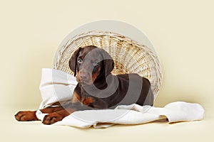 Beautiful purebred brown Doberman puppy is lying on a beige back