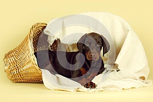 Beautiful purebred brown Doberman puppy is lying on a beige back