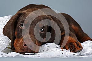 Beautiful purebred brown Doberman puppy very sad, put his head a