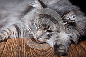 A beautiful purebred cat falls asleep on a wooden table. Studio photo on a black background