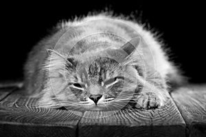 A beautiful purebred cat falls asleep on a wooden table. Studio photo on a black background