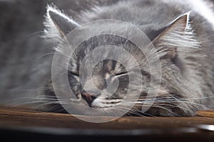 A beautiful purebred cat sleeps on a wooden table. Studio photo on a black background