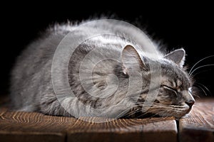 A beautiful purebred cat sleeps on a wooden table. Studio photo on a black background