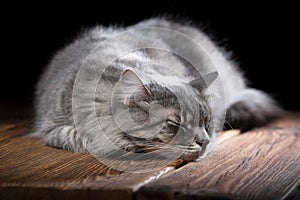 A beautiful purebred cat sleeps on a wooden table. Studio photo on a black background