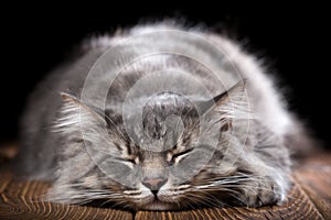 A beautiful purebred cat sleeps on a wooden table. Studio photo on a black background
