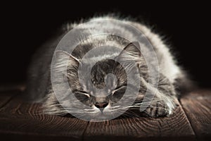 A beautiful purebred cat sleeps on a wooden table. Studio photo on a black background