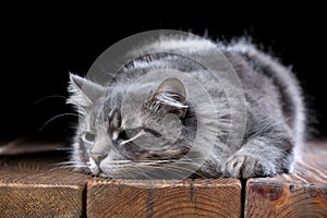 Beautiful purebred cat on a wooden table. Studio photo on a black background