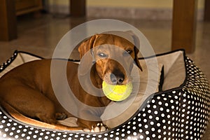 Beautiful purebred dachshund dog, also called a dachshund, Viennese dog, or sausage dog, playing with a yellow tennis ball