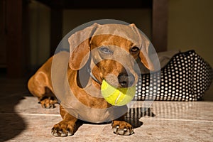 Beautiful purebred dachshund dog, also called a dachshund, Viennese dog, or sausage dog, playing with a yellow tennis ball