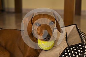 Beautiful purebred dachshund dog, also called a dachshund, Viennese dog, or sausage dog, playing with a yellow tennis ball