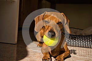 Beautiful purebred dachshund dog, also called a dachshund, Viennese dog, or sausage dog, playing with a yellow tennis ball