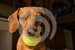 Beautiful purebred dachshund dog, also called a dachshund, Viennese dog, or sausage dog, playing with a yellow tennis ball