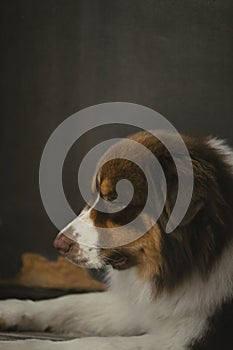 Beautiful purebred dog close-up. Australian shepherd red tricolor lies on a gray background.