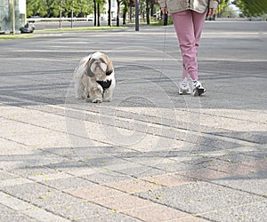 Beautiful purebred dog Shih Tzu walks with the owner
