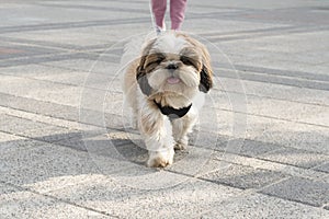 Beautiful purebred dog Shih Tzu walks with the owner