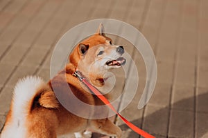 Beautiful purebred dog of the Siba Inu. flowers on background