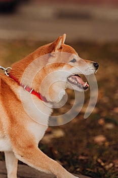 Beautiful purebred dog of the Siba Inu. flowers on background