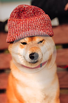 Beautiful purebred dog of the Siba Inu in red hat