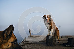 A beautiful purebred dog stands on a wooden pier on a foggy autumn morning over a lake or river. An Australian Shepherd