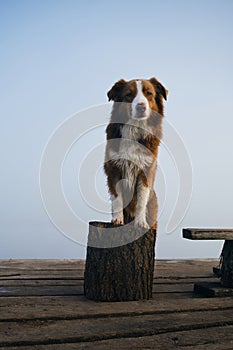 Beautiful purebred dog stands on a wooden pier on a foggy autumn morning over a lake or river. Brown and white fluffy