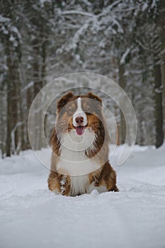 A beautiful purebred dog in a winter coniferous forest sits on a snowy empty road and poses smiling. Brown Australian
