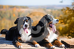 Beautiful purebred dogs Berner Sennenhund, which lie on the wooden floor, against the background of  hills of yellow autumn