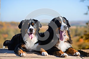 Beautiful purebred dogs Berner Sennenhund, which lie on the wooden floor, against the background of  hills of yellow autumn