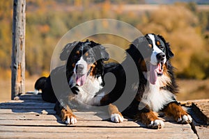 Beautiful purebred dogs Berner Sennenhund, which lie on the wooden floor, against the background of  hills of yellow autumn