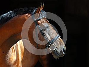 Beautiful purebred dressage horse in dark stable