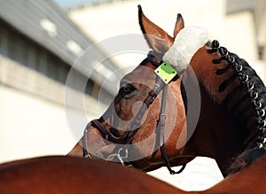 Beautiful purebred dressage horse portrait