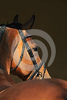 Beautiful purebred dressage horse portrait in dark stable