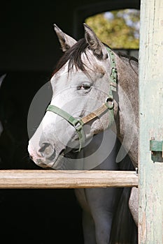 Beautiful purebred gray arabian horse standing in the barn door