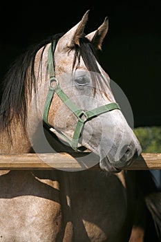 Beautiful purebred gray arabian horse standing in the barn door