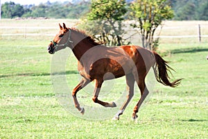 Beautiful purebred horses see more in my portfolio
